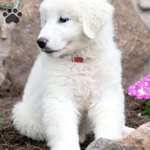 LACY, Maremma Sheepdog Puppy